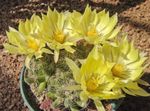 fotografija Sobne rastline Starka Kaktus, Mammillaria , rumena
