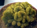 fénykép Szobanövények Öreg Hölgy Kaktusz, Mammillaria , sárga