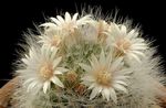 Stará Dáma Kaktus, Mammillaria