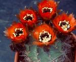 Nuotrauka Kambariniai Augalai Cob Kaktusas (Lobivia), raudonas