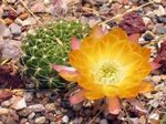 foto As Plantas da Casa Cob Cactus cacto do deserto (Lobivia), amarelo