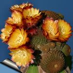 Nuotrauka Kambariniai Augalai Cob Kaktusas (Lobivia), oranžinis