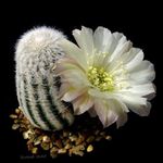 фота Хатнія Расліны Лобивия пустынны кактус (Lobivia), белы