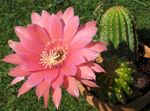φωτογραφία Εσωτερικά φυτά Κάκτος Στάχυ κάκτος της ερήμου (Lobivia), ροζ
