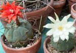 снимка Интериорни растения Matucana пустинен кактус , червен