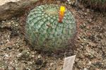 снимка Интериорни растения Matucana пустинен кактус , жълт