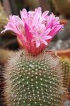 φωτογραφία Εσωτερικά φυτά Matucana κάκτος της ερήμου , ροζ