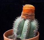Фото үй өсімдіктер Melocactus кактус шөл , қызғылт