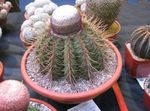φωτογραφία Εσωτερικά φυτά Τούρκοι Κεφάλι Κάκτος κάκτος της ερήμου (Melocactus), ροζ