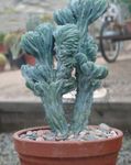 fotografie Pokojové rostliny Modrá Svíčka, Borůvky Kaktus (Myrtillocactus), bílá
