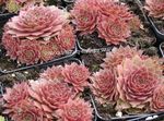 φωτογραφία Εσωτερικά φυτά Σπίτι Πράσο παχύφυτα (Sempervivum), ροζ