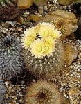 fotografija Sobne rastline Neoporteria puščavski kaktus , rumena