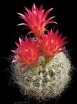 fotografija Sobne rastline Neoporteria puščavski kaktus , rdeča