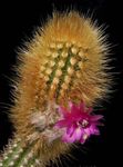 zdjęcie Pokojowe Rośliny Oreotsereus pustynny kaktus (Oreocereus), różowy