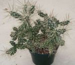 снимка Интериорни растения Tephrocactus пустинен кактус , бял