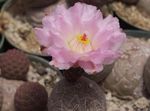 снимка Интериорни растения Tephrocactus пустинен кактус , розов