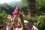 Foto Unutarnja Biljka Trichocereus pustinjski kaktus , ružičasta