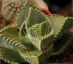 Photo House Plants Tiger's Chops, Cat's Jaws, Tiger Jaws succulent (Faucaria), yellow