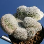 Nuotrauka Kambariniai Augalai Haageocereus dykuma kaktusas , rožinis