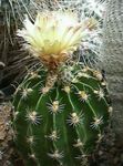 Foto Toataimed Hamatocactus kõrbes kaktus , kollane