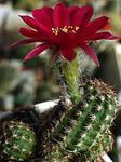 zdjęcie Pokojowe Rośliny Hametsereus pustynny kaktus (Chamaecereus), jak wino