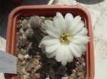 zdjęcie Pokojowe Rośliny Hametsereus pustynny kaktus (Chamaecereus), biały
