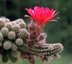 zdjęcie Pokojowe Rośliny Hametsereus pustynny kaktus (Chamaecereus), różowy