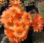 Foto Māja Augi Zemesriekstu Kaktuss (Chamaecereus), oranžs