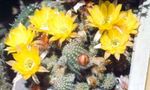Foto Māja Augi Zemesriekstu Kaktuss (Chamaecereus), dzeltens