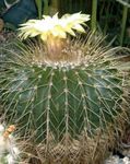 Фото Домашние Растения Эриокактус (Eriocactus), белый