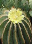 Nuotrauka Eriocactus charakteristikos