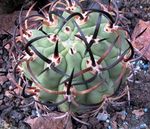 kuva Sisäkasvit Eriosyce aavikkokaktus , pinkki
