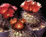 Foto Toataimed Eriosyce kõrbes kaktus , punane