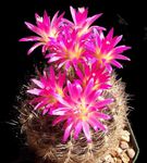 fénykép Szobanövények Eriosyce sivatagi kaktusz , rózsaszín