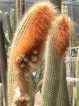 foto Le piante domestiche Espostoa, Peruviano Vecchio Cactus , bianco