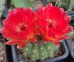 fotografija Sobne rastline Kroglični Kaktus (Notocactus), rdeča