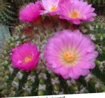 フォト 観葉植物 ボールサボテン 砂漠のサボテン (Notocactus), ピンク