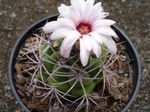 foto Le piante domestiche Palla Cactus (Notocactus), bianco