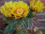 mynd Stofublóm Prickly Pera eyðimörk kaktus (Opuntia), gulur