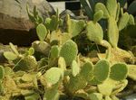 fotografie Vnútorné Rastliny Opuncie pustý kaktus (Opuntia), žltá