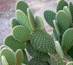 mynd Stofublóm Prickly Pera eyðimörk kaktus (Opuntia), gulur