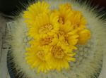 Фото Домашние Растения Пародия кактус пустынный (Parodia), желтый