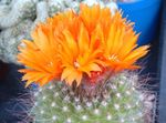 снимка Интериорни растения Том Палеца пустинен кактус (Parodia), оранжев