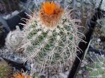 fotografija Sobne rastline Tom Thumb puščavski kaktus (Parodia), oranžna