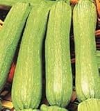 ZUCCHINO GENOVESE NR.50 SEMI foto, nuovo 2024, miglior prezzo EUR 1,95 recensione