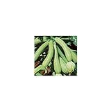 Semi biologici di Zucchino Genovese foto, nuovo 2024, miglior prezzo EUR 1,90 recensione
