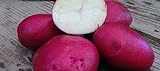 PLAT FIRM Germinazione dei semi: patate da semina 1 libbra Colorado Rose - organici non OGM -Spring IMPIANTO foto, nuovo 2024, miglior prezzo EUR 18,12 recensione