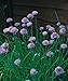 foto Erbe - Erba Cipollina Media Foglia - Allium schoenoprasum - 400 Semi - Confezione Risparmio recensione