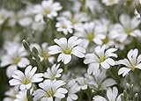 Semi di neve-in-estate - Cerastium tomentosum foto, nuovo 2025, miglior prezzo EUR 2,66 recensione