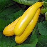 Zucchino giallo Gold Rush F1 (Semente) foto, nuovo 2024, miglior prezzo EUR 3,00 recensione